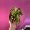 plant/Alocasia Polly Aurea-1-thumbnail