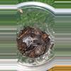 plant/Socatra Island Balforui (Monocentropus balfouri) 1" +-0-thumbnail