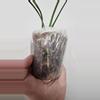 plant/Anthurium Warocqueanum 'Esmeralda'-4-thumbnail