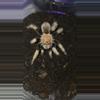 plant/Arizona Blonde (Aphonopelma chalcodes) 3"+-0-thumbnail