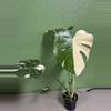 plant/Monstera Thai con-0-thumbnail