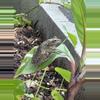 plant/Shipping 2 days-0-thumbnail