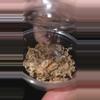 plant/OBT " " (Pterinochilus murinus) 1/2"-0-thumbnail