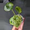 plant/#2050 Alocasia Dragon Scale Mint Small-0-thumbnail