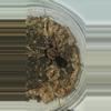 plant/Yellow Banded Birdeater (Cyclosternum Schmardae) 5"-0-thumbnail