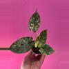 plant/Alocasia dragon scale mint-0-thumbnail