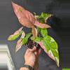 plant/Seller's choice Syngonium Red Spot Tricolor-0-thumbnail