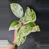 plant/#7002 Epi pinnatum marble-1-thumbnail