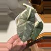 plant/Alocasia Maharani Albo Sprouted Corm-1-thumbnail