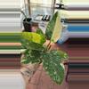 plant/Philo green congo-0-thumbnail