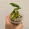 plant/Alocasia Black Velvet Aurea/Gold - 2 in 1-1-thumbnail