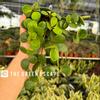 plant/Peperomia hope starter plant growers choice-0-thumbnail