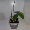 plant/Hoya RHM940-0-thumbnail