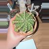 plant/Manta Ray Clone-0-thumbnail