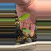 plant/Anthurium berrizobalense (Real species) seedling-4-thumbnail