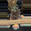 plant/SnC potted  combo - US Seed Grown Retusus-0-thumbnail