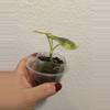 plant/Alocasia Silver Dragon Aurea-1-thumbnail