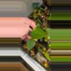 plant/Anthurium berrizobalense (Real species) seedling-3-thumbnail