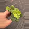 plant/Peperomia hope starter plant growers choice-2-thumbnail
