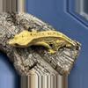 plant/282b 26g Male Yellow Pinstripe white wall-1-thumbnail