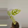 plant/Monstera Adansonii Indonesia Mint-0-thumbnail