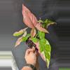 plant/Seller's choice Syngonium Red Spot Tricolor-1-thumbnail