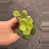 plant/Peperomia hope starter plant growers choice-3-thumbnail