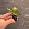 plant/Peperomia hope starter plant growers choice-7-thumbnail