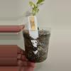 plant/Monstera Adansonii Indonesia Mint-2-thumbnail
