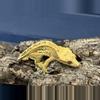 plant/282b 26g Male Yellow Pinstripe white wall-0-thumbnail