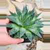 plant/5” Lace Aloe lightly rooted-0-thumbnail