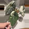 plant/Alocasia Maharani Albo Sprouted Corm-0-thumbnail