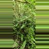plant/Anthurium berrizobalense (Real species) seedling-2-thumbnail