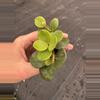 plant/Peperomia hope starter plant growers choice-4-thumbnail
