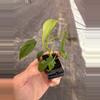 plant/Philodendron Sharoniae San Antonio starter plant growers choice-3-thumbnail
