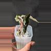 plant/#1017 Alocasia Nobilis Pink-0-thumbnail