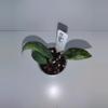 plant/Hoya SP Garut-1-thumbnail