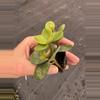 plant/Peperomia hope starter plant growers choice-5-thumbnail