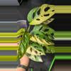 plant/#2001 Monstera adansonii aurea 9 leaves-0-thumbnail