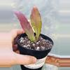 plant/Order for Teal Reef-0-thumbnail