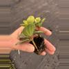 plant/Peperomia hope starter plant growers choice-6-thumbnail