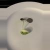 plant/Alocasia Maharani Albo Sprouted Corm-3-thumbnail