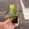 plant/Philodendron Sharoniae San Antonio starter plant growers choice-2-thumbnail