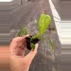 plant/Philodendron Sharoniae San Antonio starter plant growers choice-6-thumbnail