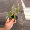 plant/Philodendron Sharoniae San Antonio starter plant growers choice-4-thumbnail