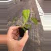 plant/Philodendron Sharoniae San Antonio starter plant growers choice-7-thumbnail