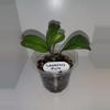 plant/Hoya Leoensis-0-thumbnail