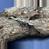 plant/Sable Axanthic 2-1-thumbnail