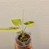 plant/Alocasia Gageana Aurea Half Moon 🌙🔥-1-thumbnail