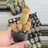 plant/Mammillaria Elongata - Seller’s Choice-0-thumbnail
